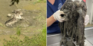 They build a plexiglass bridge to save an osprey trapped in the mud