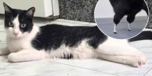 They call her the first “bionic cat” in Spain: the story of Venus and her new titanium legs
