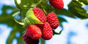 This is the best time to plant raspberries (even on your balcony)