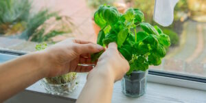 This is the trick to reproducing basil endlessly, and having it available all year round