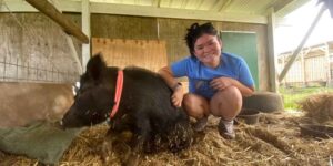 This sanctuary in Hawaii offers lodging in exchange for 20 hours a week caring for rescued pigs