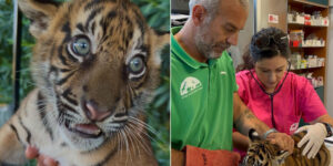 Three very rare Sumatran tiger cubs born at Athens zoo: they are adorable, but will never see their natural habitat