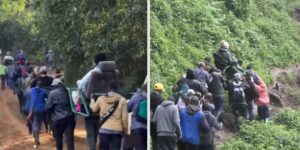 Tourists carried on shoulders into the forest to see gorillas in Uganda: what lies behind the colonial-flavored scenes