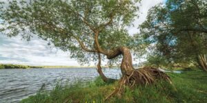 Wonderful trees! When they grow crooked they develop a special wood to straighten themselves