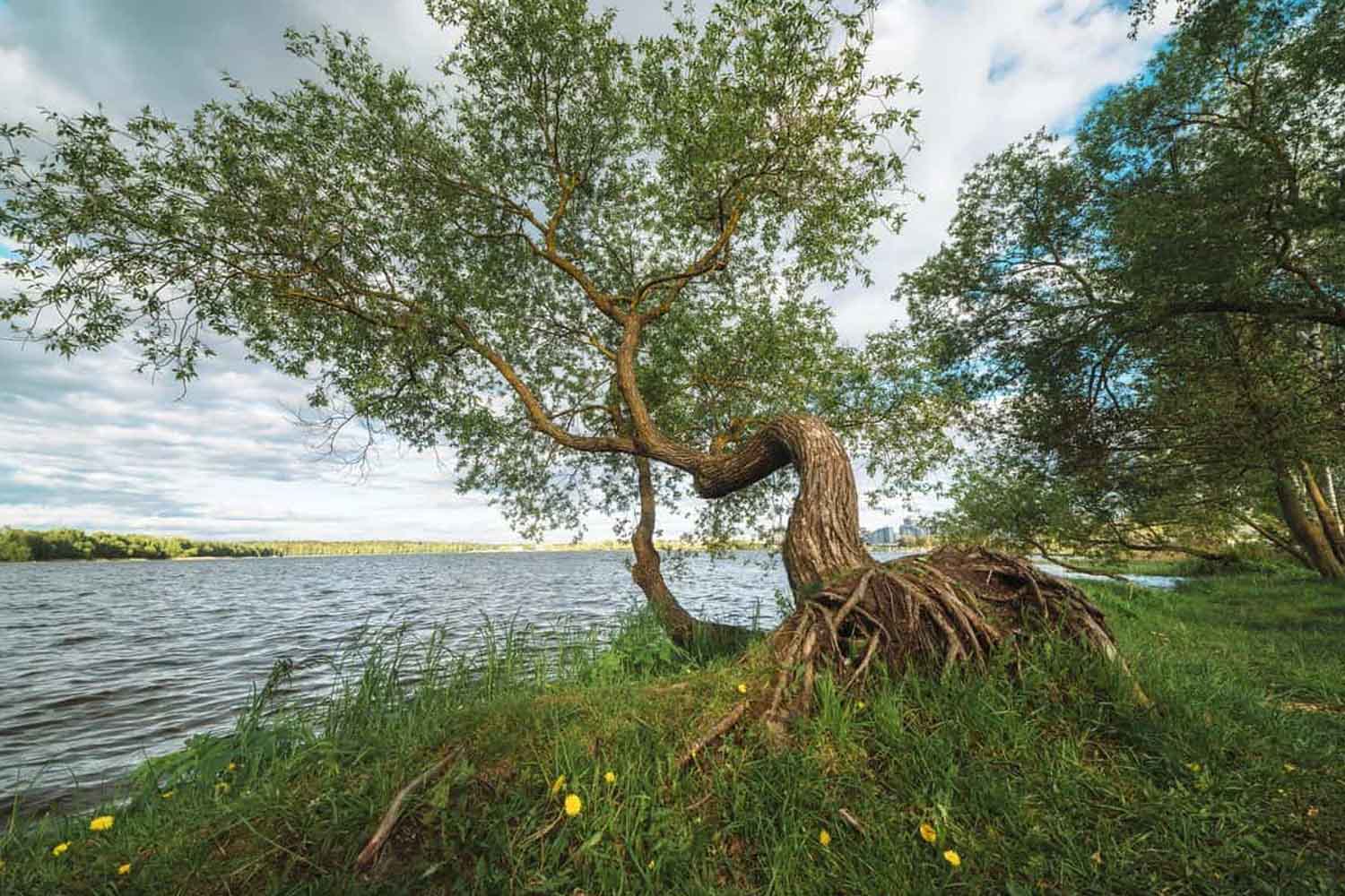 alberi