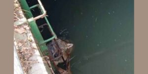 Young wolf saved in the Lodi area: he remained in the water for hours clinging to a ladder to avoid being dragged away
