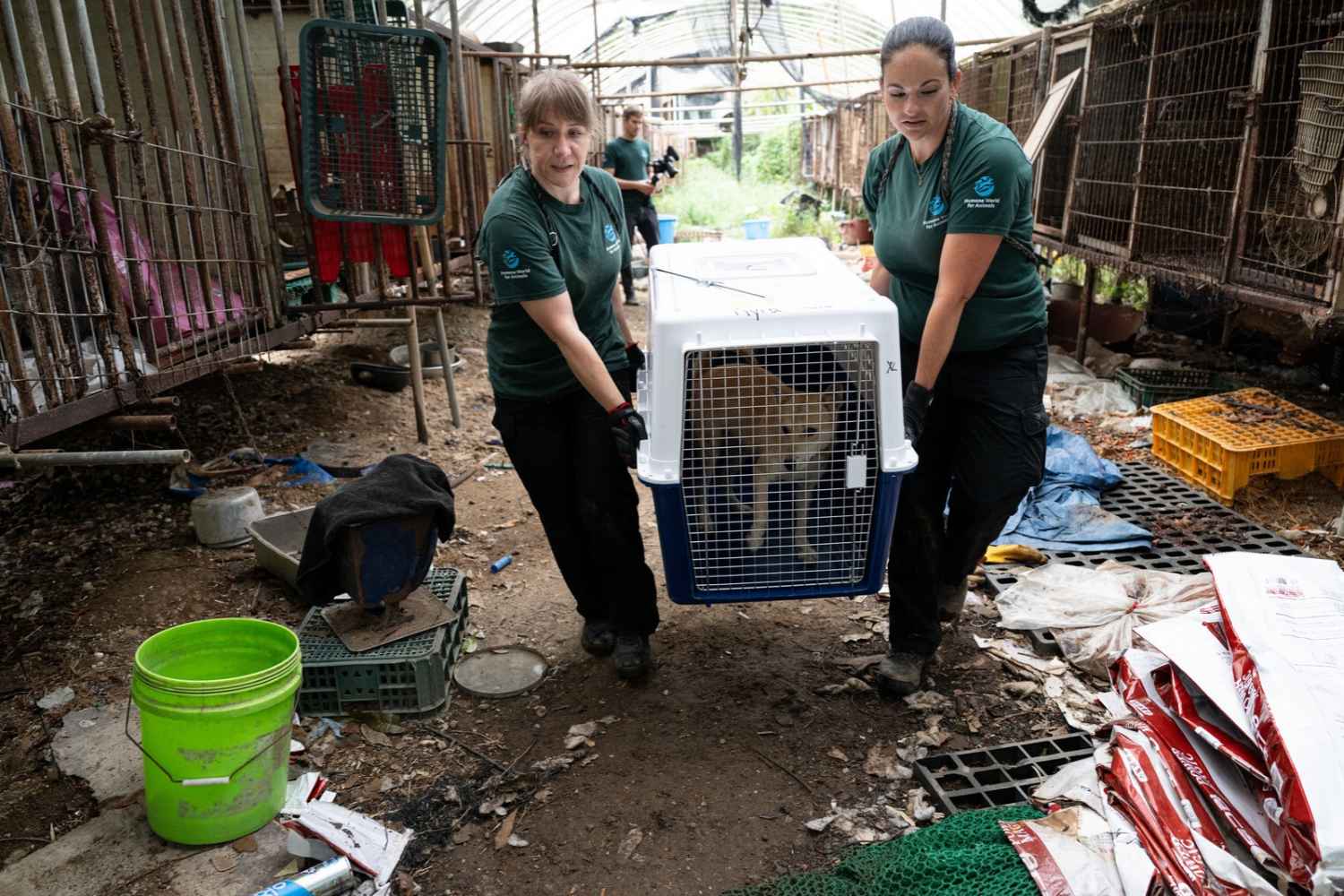 dogs rescued korea