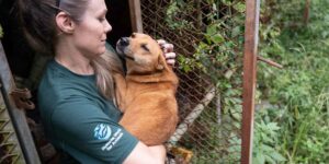 South Korea, over 70 dogs rescued from a breeding farm: the last major rescue before the historic ban on dog meat