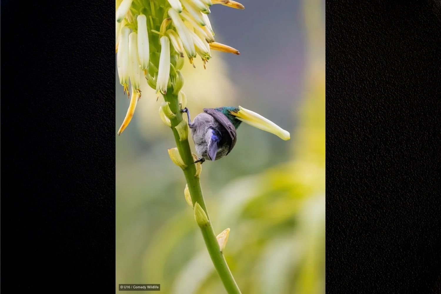 Nikon Comedy Wildlife Awards 2026 5