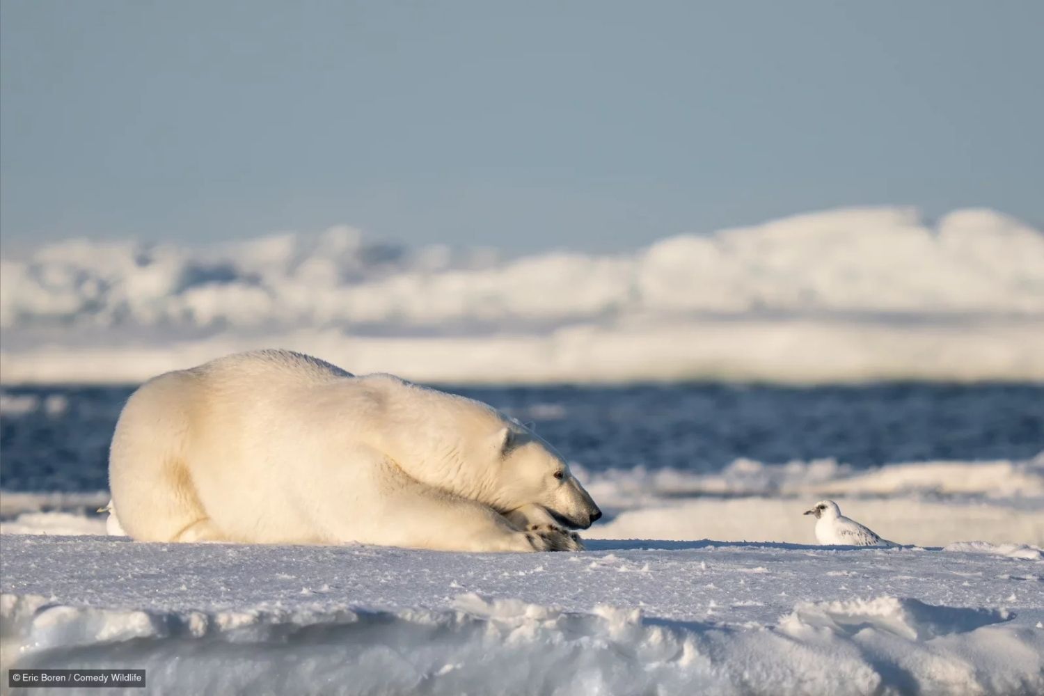 Nikon Comedy Wildlife Awards 2026 6