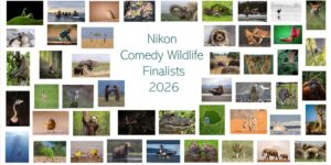 The 18 funniest animal photos, finalists of the Comedy Wildlife Awards 2026: which one would you like to win?