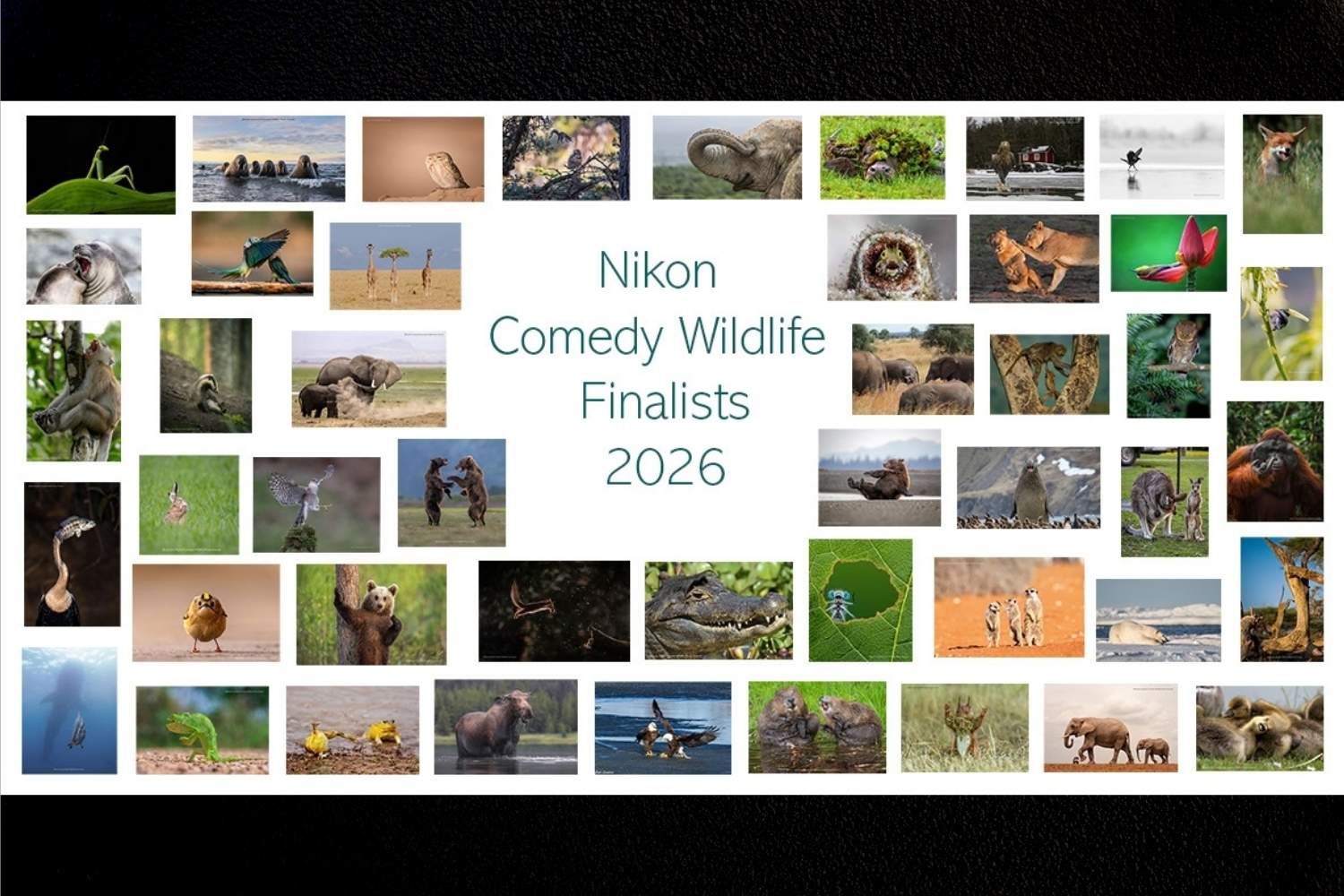 Nikon Comedy Wildlife Awards 2026