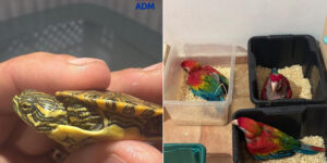 He was traveling with 300 turtles and 77 parrots packed in a car bound for Malta: huge seizure at the port of Pozzallo