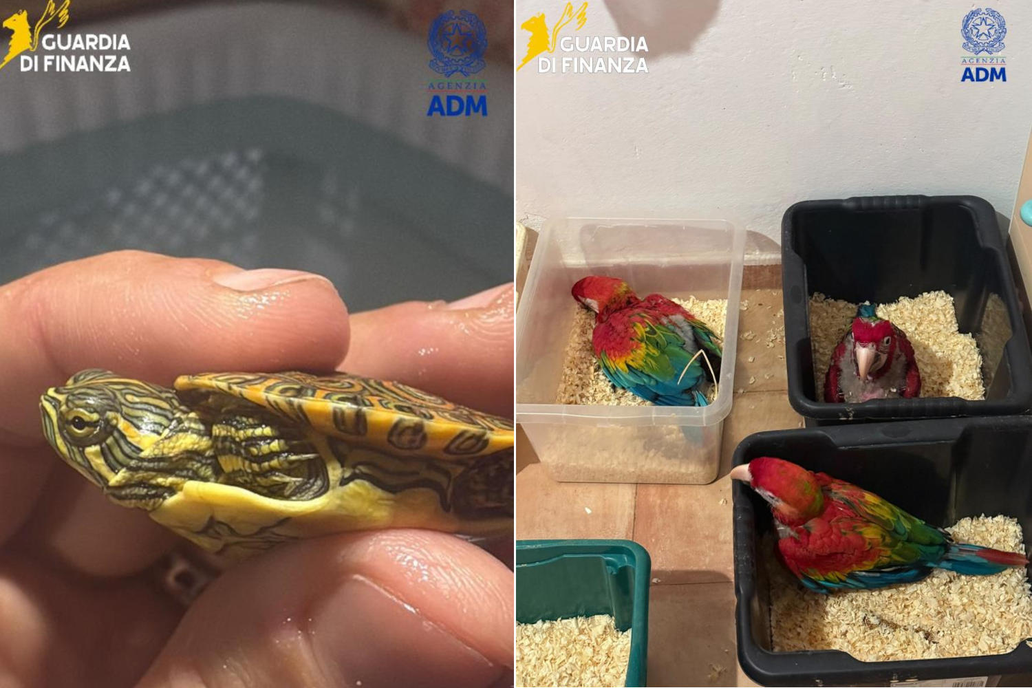 Sequestro animali