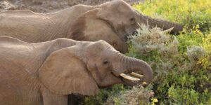 Extraordinary! African elephants use 35 types of plants to heal themselves (and they can teach us a lot)