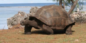 How wonderful! Scientists have discovered 180 thousand giant tortoises on an island in the Seychelles, the highest number ever