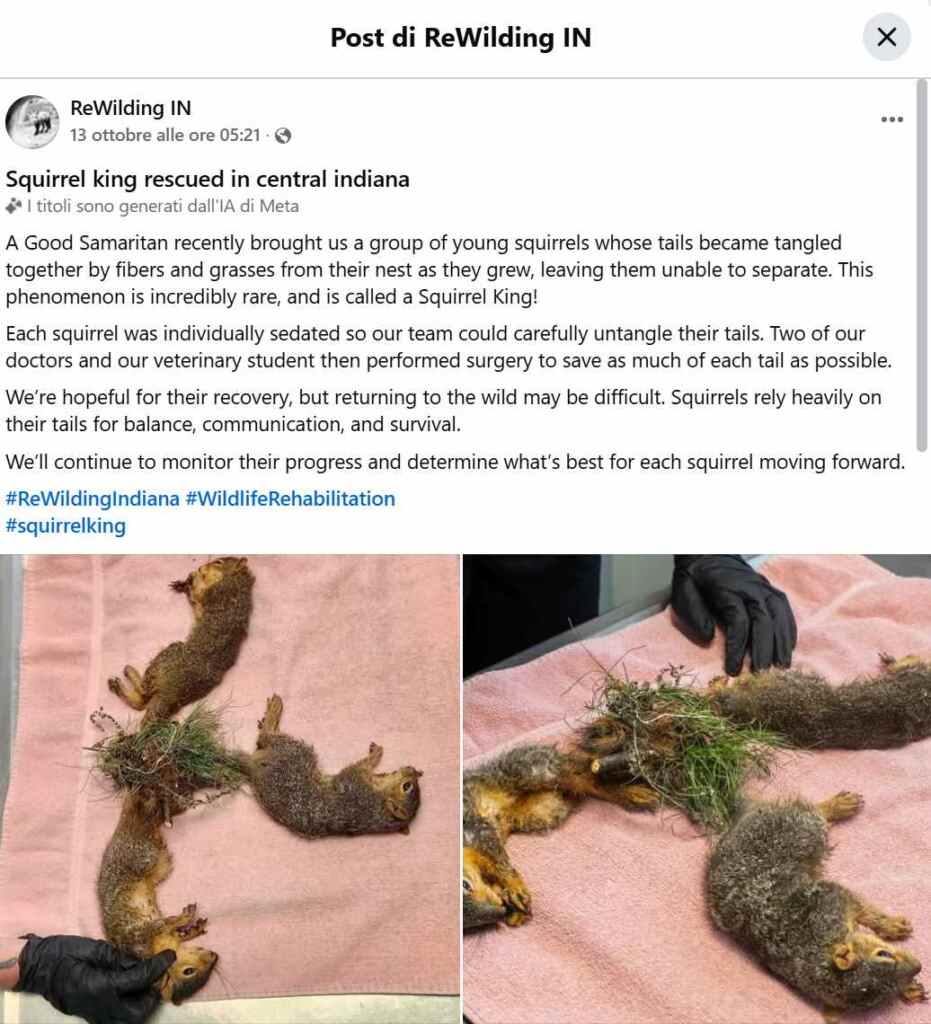 Tailed squirrels 2