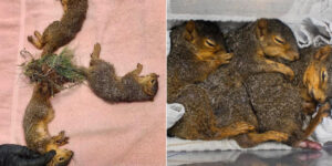 Three baby squirrels with their tails knotted together, a very rare case in nature: amputation was necessary to save them