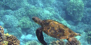 COP17, Greenpeace warns: “it will take 265 years to protect 30% of the oceans” (the Biodiversity Parliament is born in Trento)