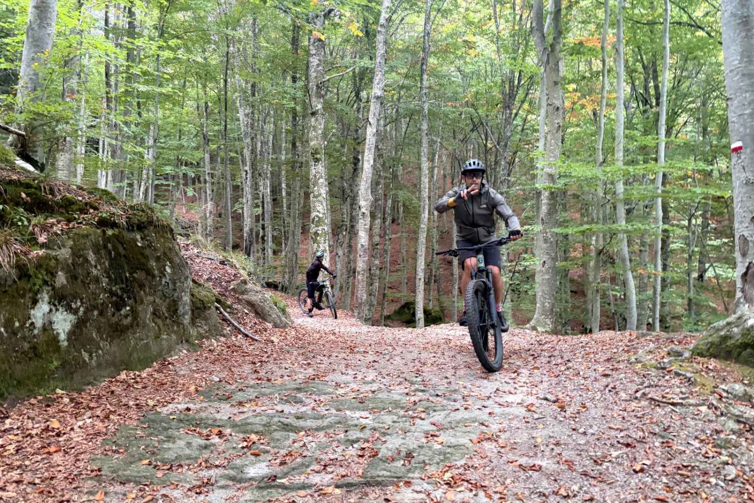 Monte Amiata beech forest 