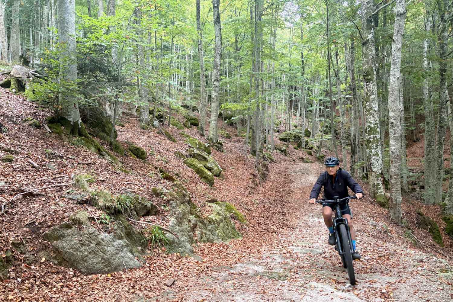 Monte Amiata beech forest