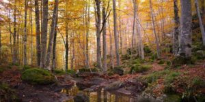 It seems like an enchanted forest, but it is in Tuscany: we were in the beech forest of Monte Amiata, among foliage and paths to follow on foot and by bicycle