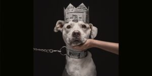 Dog Photography Awards 2026: a Pitbull destined for euthanasia triumphs (and the photo sends a message against prejudice)