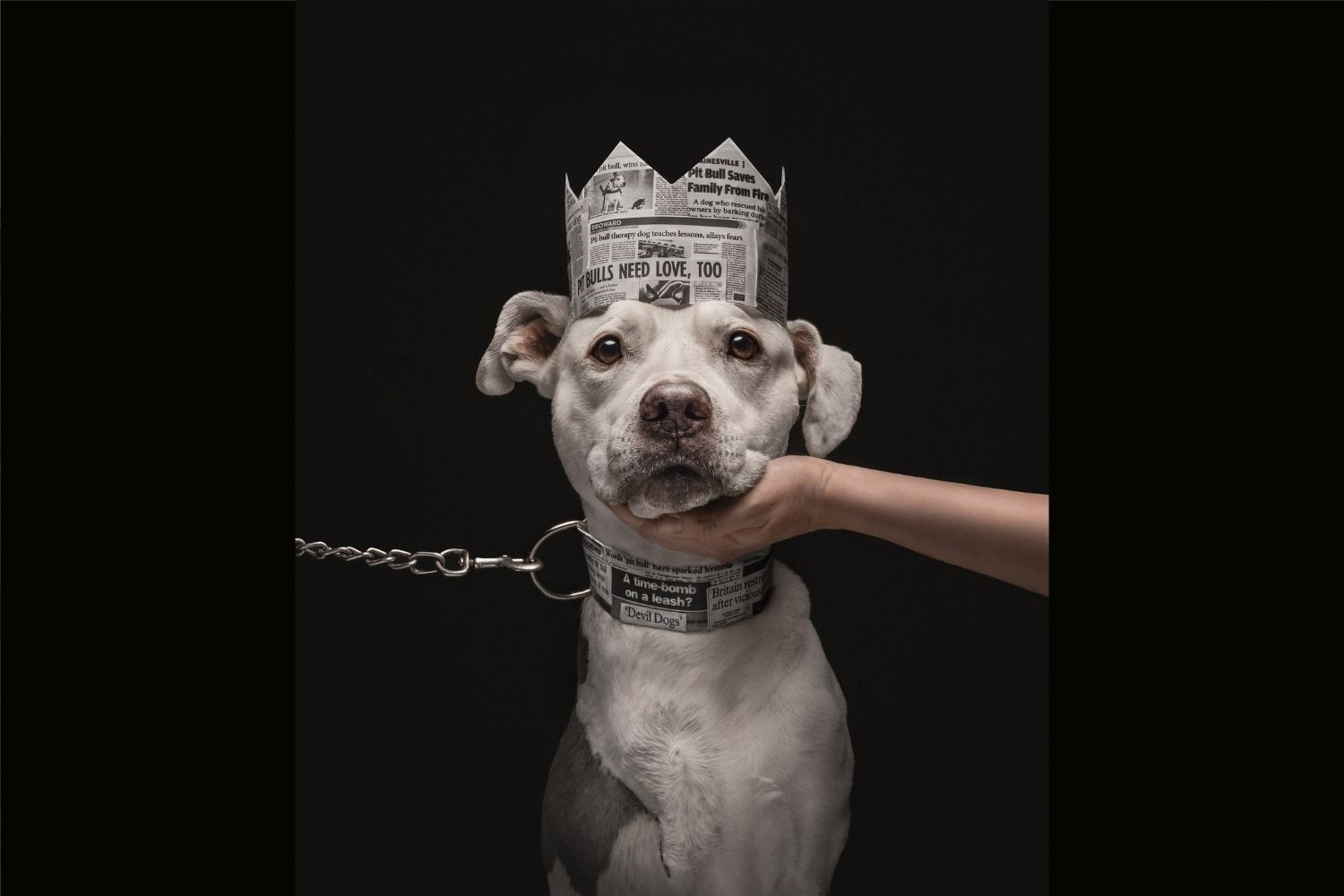 dog of the year 26 2