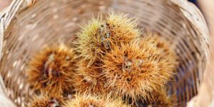 The most beautiful woods where to look for chestnuts near Milan (even less than an hour)