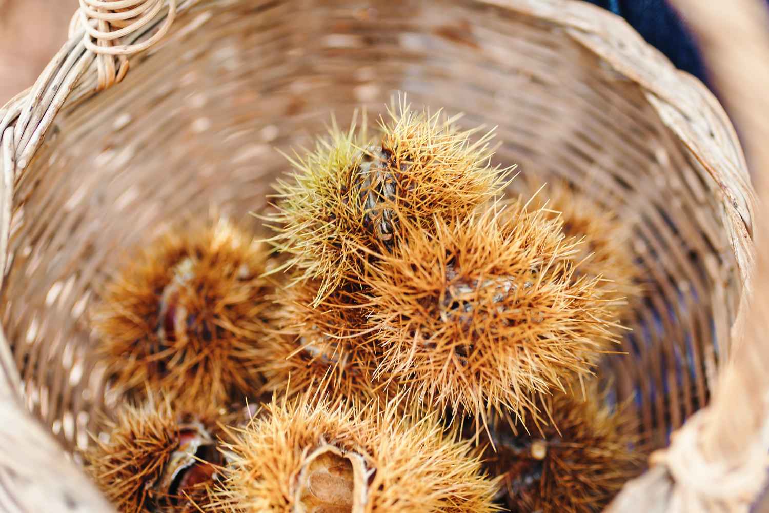 raccogliere castagne