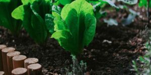 Home vegetable garden, how to grow plants and fruit trees even in small spaces