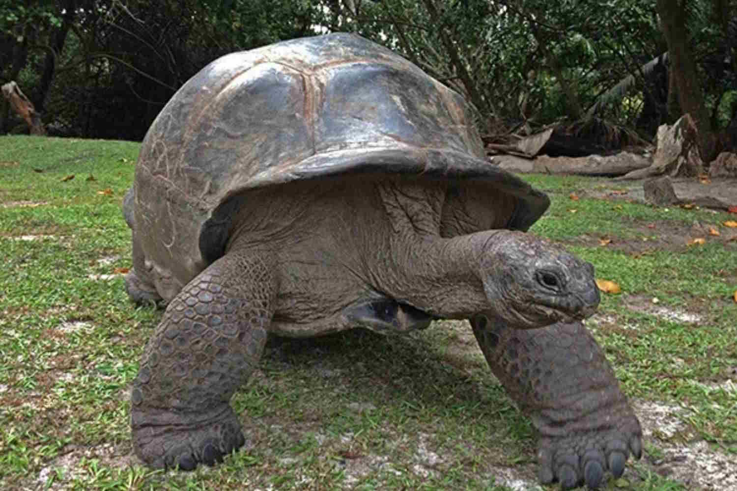 Seychelles turtles