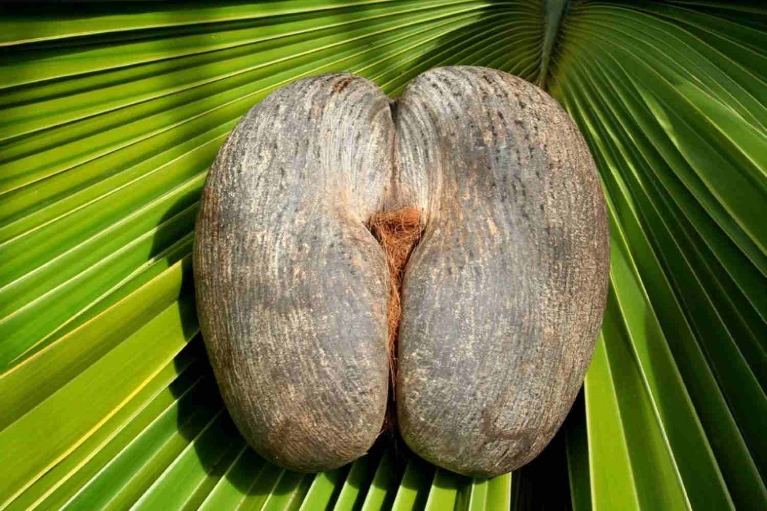 coco de mer seychelles
