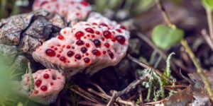 Hand-shaped flowers, half-skulls and bleeding mushrooms: nature’s most disturbing plants