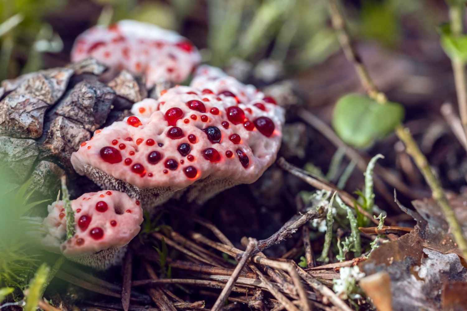 bloody mushroom