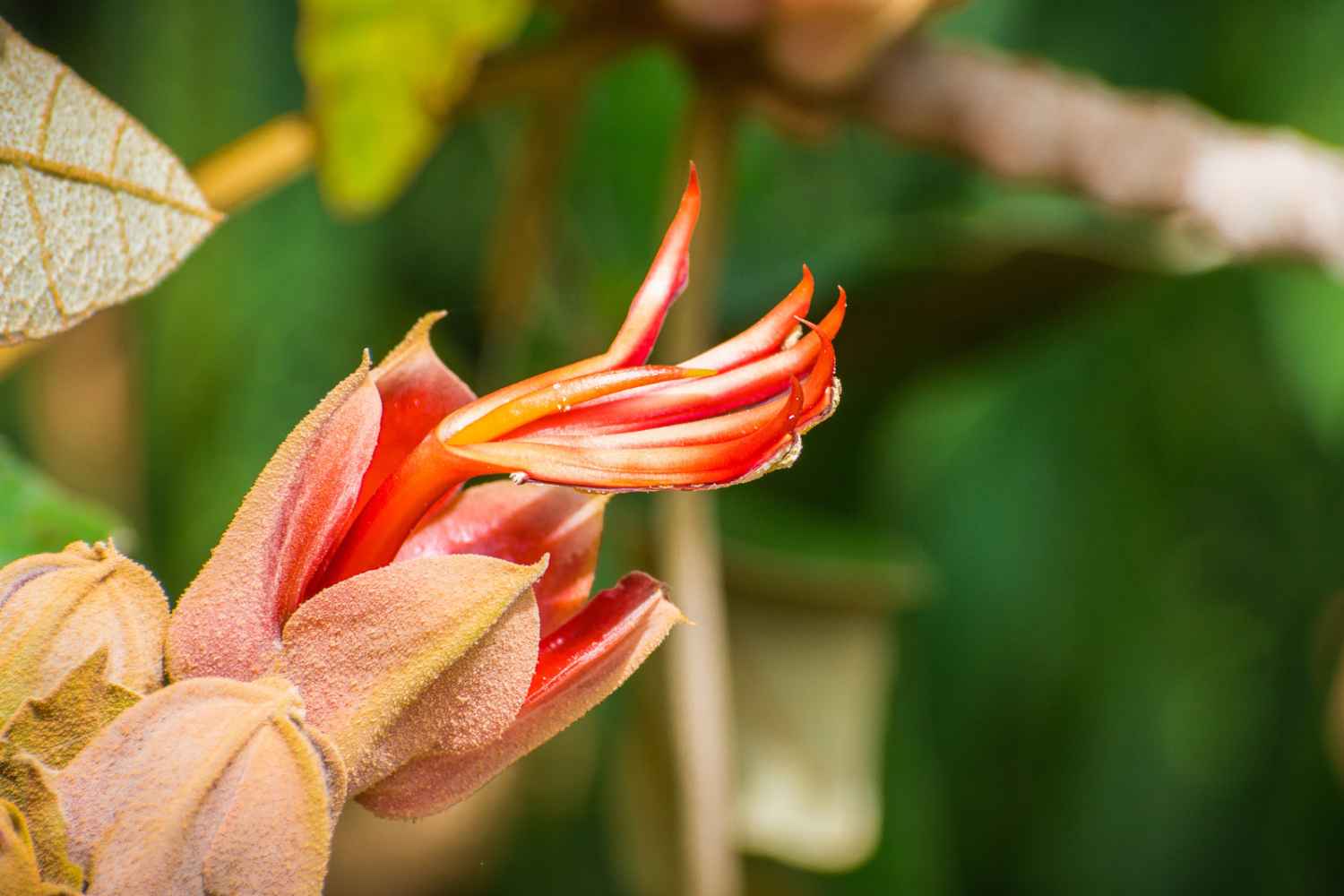 devil's hand tree