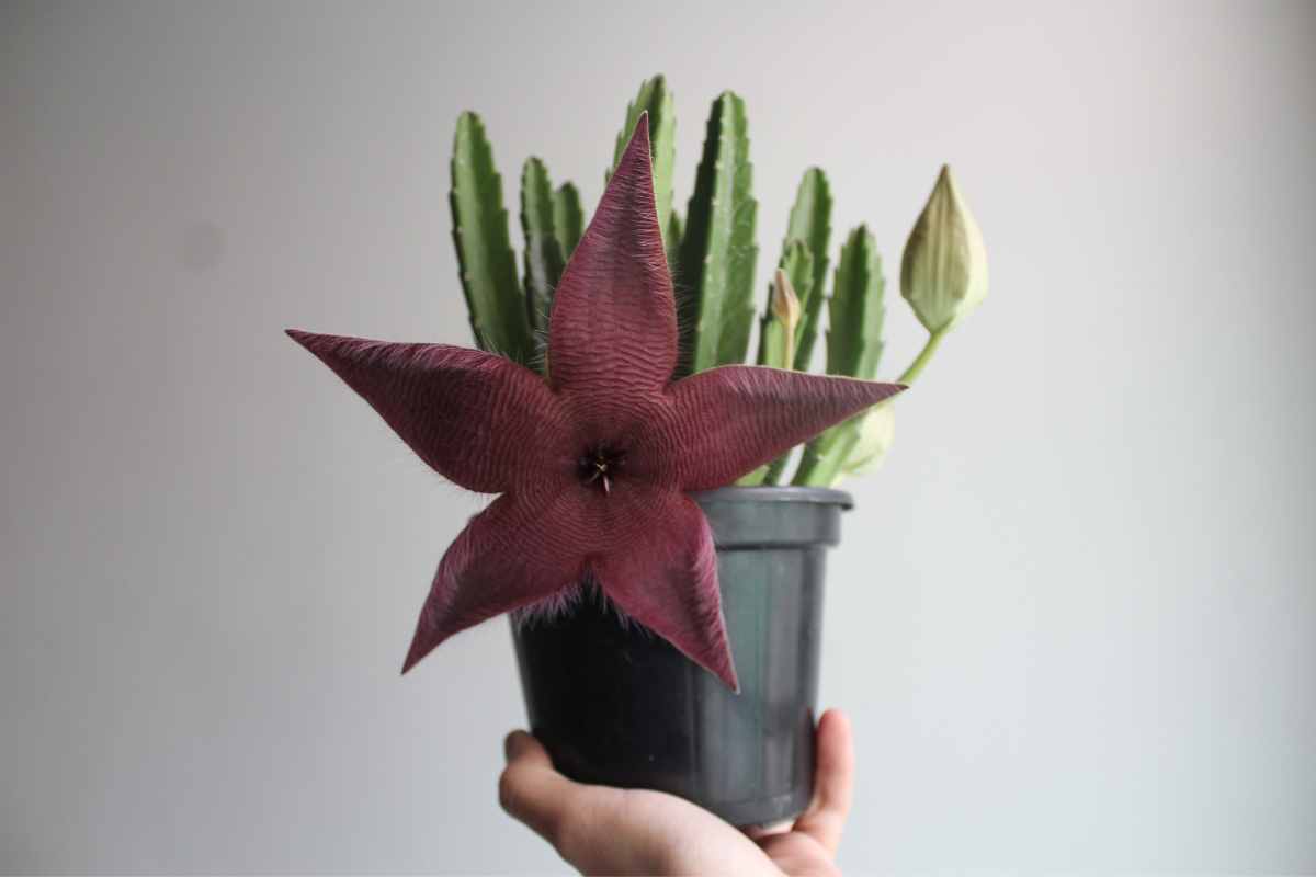 stapelia Gigantea