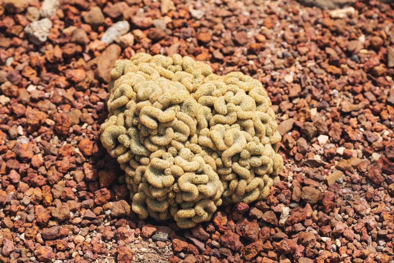brain cactus