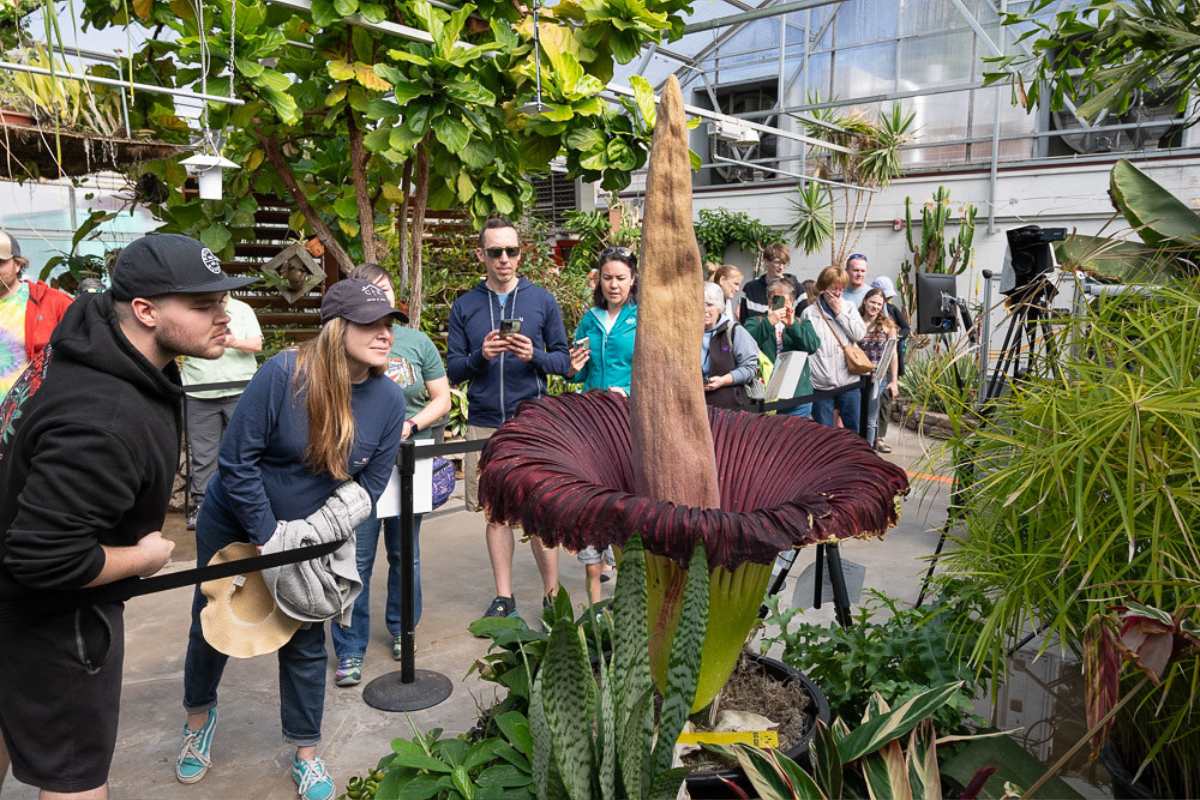 corpse flower