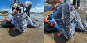 A rare leatherback turtle, the largest in the world, found dead on the Feniglia beach: it was suffocated by fishing nets