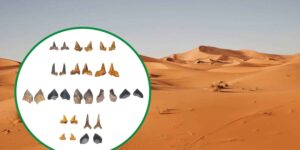 A “shark cemetery” appears in the Egyptian desert: 14 teeth tell of the tropical sea that covered the Sahara