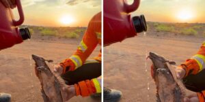 A small thirsty armadillo in the flames: the gesture of firefighters in Brazil that moved the web