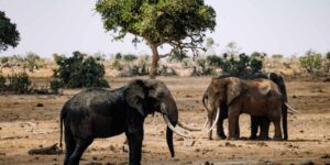 African elephants shape the savannah even after their death: study reveals their enormous impact