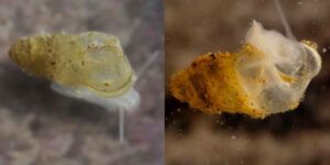 An eyeless animal discovered in a Chinese cave: it has adapted to living completely in the dark