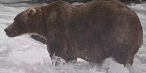 Backpack triumphs at Fat Bear Week: habemus the fattest bear in Alaska 2026, his story has already conquered everyone