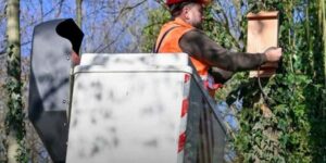 Bat-box: in this Paris suburb they are installing “bat houses” to fight tiger mosquitoes