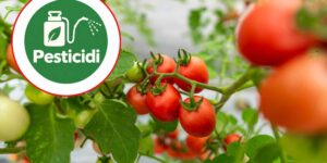 Bayer wants to double the maximum residues of a pesticide in tomatoes (and EFSA is in favor)