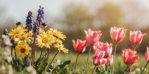 Bees and other pollinating insects cannot find flowers due to pollution, yet another shocking study
