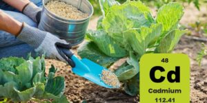 Cadmium in fertilizers, France lowers limits after alarm over food contamination