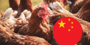 China produces more and more chicken, exports it at low cost (and Europe is shaking)